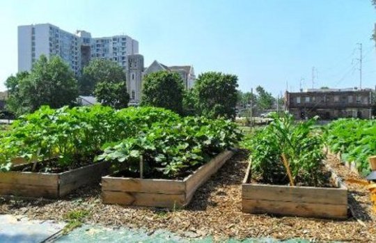 The Social and Nutrition Advantages of Urban Farming
