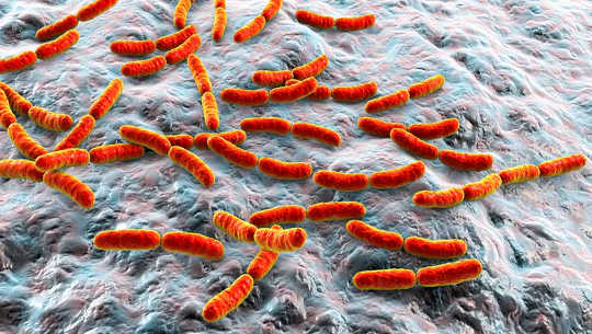 Can Your Gut Microbes Hinder Your Cancer Treatment? 