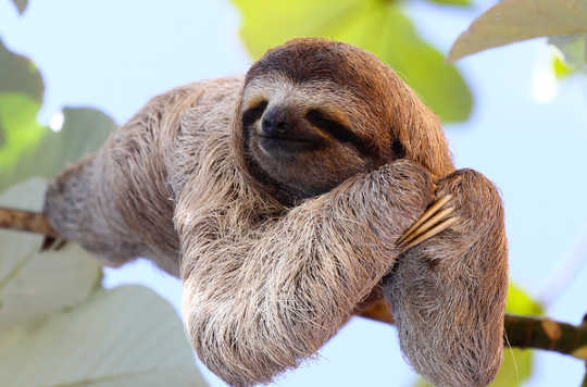 On The Virtues Of Sleeping Like A Sloth