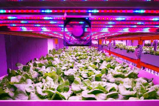 Micro-naps For Plants: Flicking The Lights On And Off Can Save Energy Without Hurting Indoor Agriculture Harvests