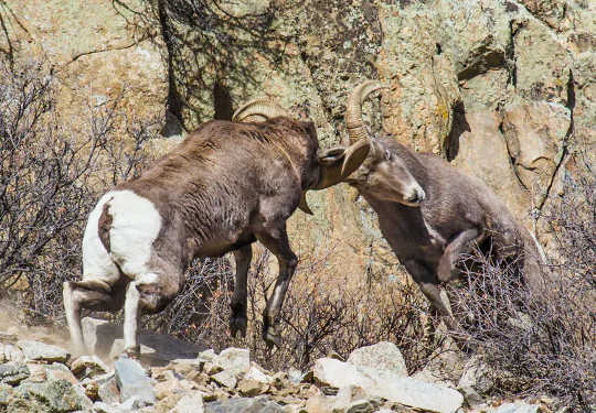 Two bighorn rams butt heads in a fight for dominance. (how to overcome the double standards women face when aspiring to leadership positions)