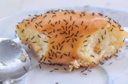 If Tiny Ants Have Invaded Your House, What To Do About It