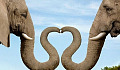 Elephants & Puppy Love: Animals Help Us Open Our Heart