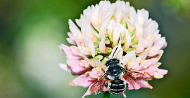 5 Ways A Lazy Lawn Makes Pollinators Happy